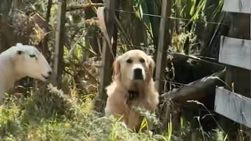 Creen tener al candidato perfecto para pastorear ovejas pero se olvidan de un detalle: es un golden retriever