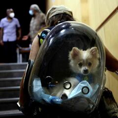 Can you claim pets on taxes?