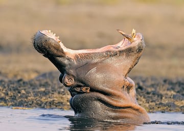 El Hippopotamus amphibius o hipoptamo comn tiene la mordida ms fuerte de todos los mamferos que hay sobre la faz de la tierra. es un gran mamfero artiodctilo fundamentalmente herbvoro que habita en el ?frica subsahariana. El peso medio para los machos adultos oscila entre 1500 y 1800 kg. Las hembras son ms peque?as que los machos, con unos pesos medios de entre 1300 y 1500 kg.