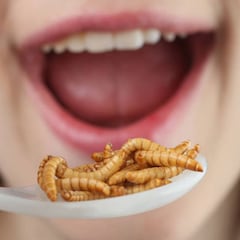 El primer gusano comestible en la Unión Europea