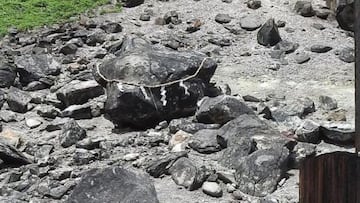 Japan's 'killer stone' splits in two