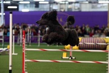 Westminster Kennel Club Masters Campeonato de Agility