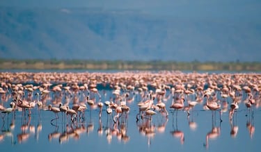 El aterrador lago de sangre que convierte a los animales en piedra, a excepción de esta tierna y amorosa especie