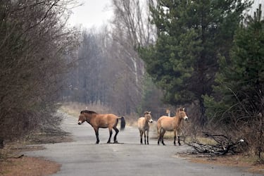 Pripyat, la ciudad ucraniana que se convirtió en un escenario digno de película posapocalíptica