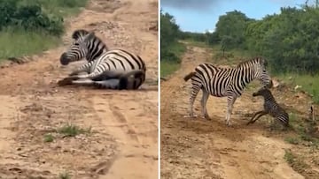 Unos turistas captan en pleno safari a una cebra dando a luz: la secuencia es maravillosa