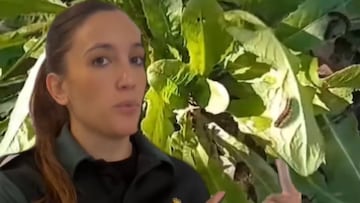 La Guardia Civil alerta si paseas a tu perro y ves esto: “Puede tener una reacción muy grave”