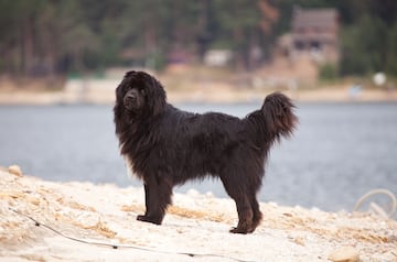 Newfoundlands excel in canine sports such as sled racing, tracking, and obedience trials.