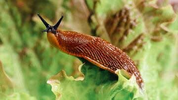 spanish slug, Arion vulgaris, in the garden on a lettuce leaf, Snail plague in the vegetable patch, the enemy of every hobby gardener.