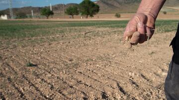 Preocupante pron¨®stico de un agricultor sobre la sequ¨ªa