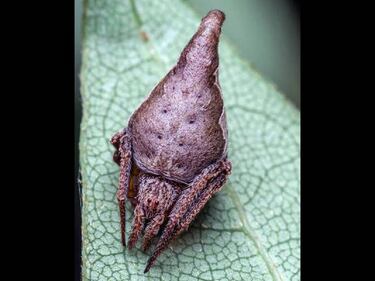 Una araña como el sombrero seleccionador de Harry Potter, en el Top 10 de nuevas especies
