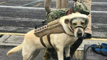 Los perros rescatistas, símbolos de esperanza en la emergencia