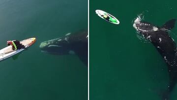 Se viraliza una ballena enorme acercándose a un hombre que hacía paddle surf: la toma asusta