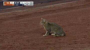 El 2 de agosto frente a los Yankees, el animal se escabull&oacute; al campo para interrumpir el encuentro; a partir del siguiente d&iacute;a, los Orioles son un equipo de solo derrotas.