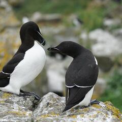 Aparecen animales exóticos en el Mediterráneo: piden no tocarlos