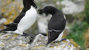 Aparecen animales exóticos en el Mediterráneo: piden no tocarlos