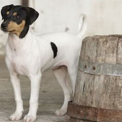 Las razas de perros españoles: ¿cuántas hay y cuáles son?