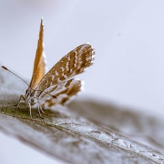 ¿Tienes pollilas en casa? Esto es lo que más les atrae de tu hogar según el tipo de polilla