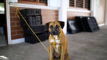 Pets can suffer from depression too. Here are the signs to look out for.