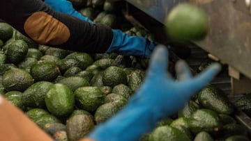 Super Bowl: ¿por qué se dispara la venta de aguacates de México y cuántas toneladas se consumen?