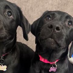 Dos cachorros de labrador emocionan al mundo entero tras conocer su mayor secreto: separadas al nacer