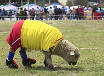 Las ovejas van al Mundial