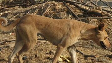 ‘Ricitos de oro’, así sería la raza de perro única en el mundo si no existiesen los seres humanos