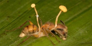 The Cordyceps fungus behind The Last of Us pandemic exists in real life: What is it and does it affect humans?