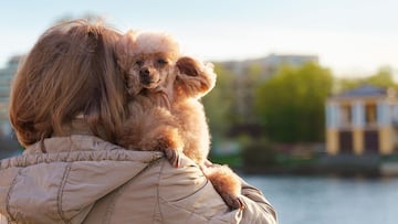 Coge a su perro en brazos para evitar un mordisco, pierde un dedo en el intento y la Justicia le indemniza con 300.000 euros