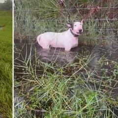 Florida Highway Patrol saves dog trapped as Hurricane Milton threatens Tampa