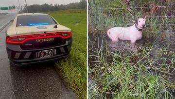 Florida Highway Patrol saves dog trapped as Hurricane Milton threatens Tampa