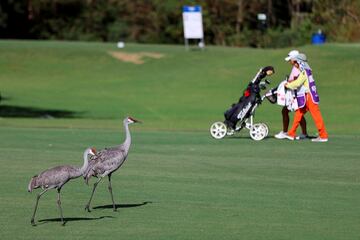 Ayer se disputó la primera ronda del Epson Tour Championship International de golf femenino (LPGA), que tiene lugar en las instalaciones del Club Daytona Bech, en Florida (EE UU). La nota curiosa y divertida de la jornada la puso esta pareja de garzas, que decidió pasearse por el green del hoyo dos como unos espectadores más.