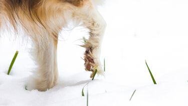 Nuestro perro de caza y el frío