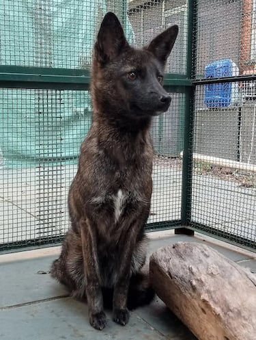 El primer cruce entre perro y zorro descubierto en la historia es un caso tan extraño como curioso