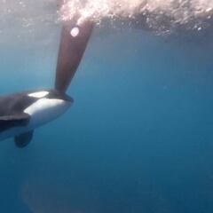 Los veleros de The Ocean Race sufren los ataques de las orcas