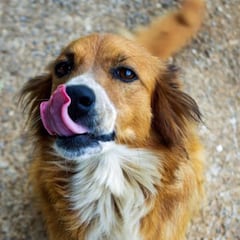 Cómo saber si un perro tiene frío y cuáles son los síntomas más comunes