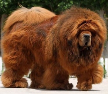 Las razas de perros más raras del mundo: ¿cuáles son y qué características tienen?