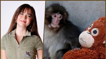 Punch, el macaco que se ha hecho viral.