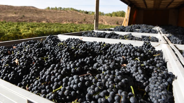 The 67-year-old worked a single day harvesting grapes. The penalty: forfeiting a full year of pension benefits for engaging in paid work.