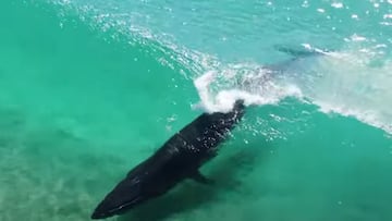 Ballena de Bryde surfeando vista desde el aire. En Sídney, Australia.