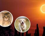 Eclipse Solar 2023: ¿cómo afectará al comportamiento de perros y gatos?