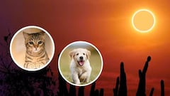 Eclipse Solar Total 2024: ¿cómo afectará al comportamiento de perros y gatos?