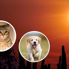 Eclipse Solar Total 2024: ¿cómo afectará al comportamiento de perros y gatos?