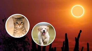 Eclipse Solar Total 2024: ¿cómo afectará al comportamiento de perros y gatos?