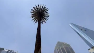 CDMX le dice adiós a la Palma de Reforma tras un siglo
