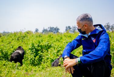 El Atlético, presente en el ‘bautismo’ de crías de gorila en Ruanda