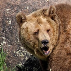 Un oso grizzly mata a una ciclista que reposaba en su tienda