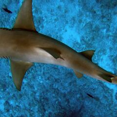 Los ataques de tiburón caen a números de hace una década