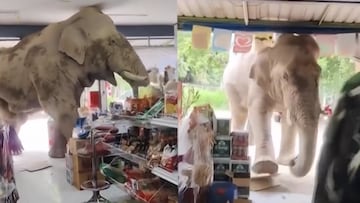Elefante hambriento irrumpe en super mercado en Tailandia