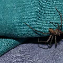 Un joven perderá dos dedos tras la picadura de una araña