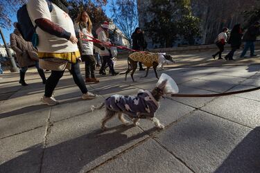 La San Perrestre 2023 se celebra con el objetivo de luchar contra el abandono y el maltrato de animales gracias al dinero recaudado con las inscripciones. La San Perrestre consiste en un tour por el centro histórico de Madrid al que asisten los participantes y sus perros. Además, se dan las ‘can panadas’, en las que las mascotas comen 12 bolas de pienso.